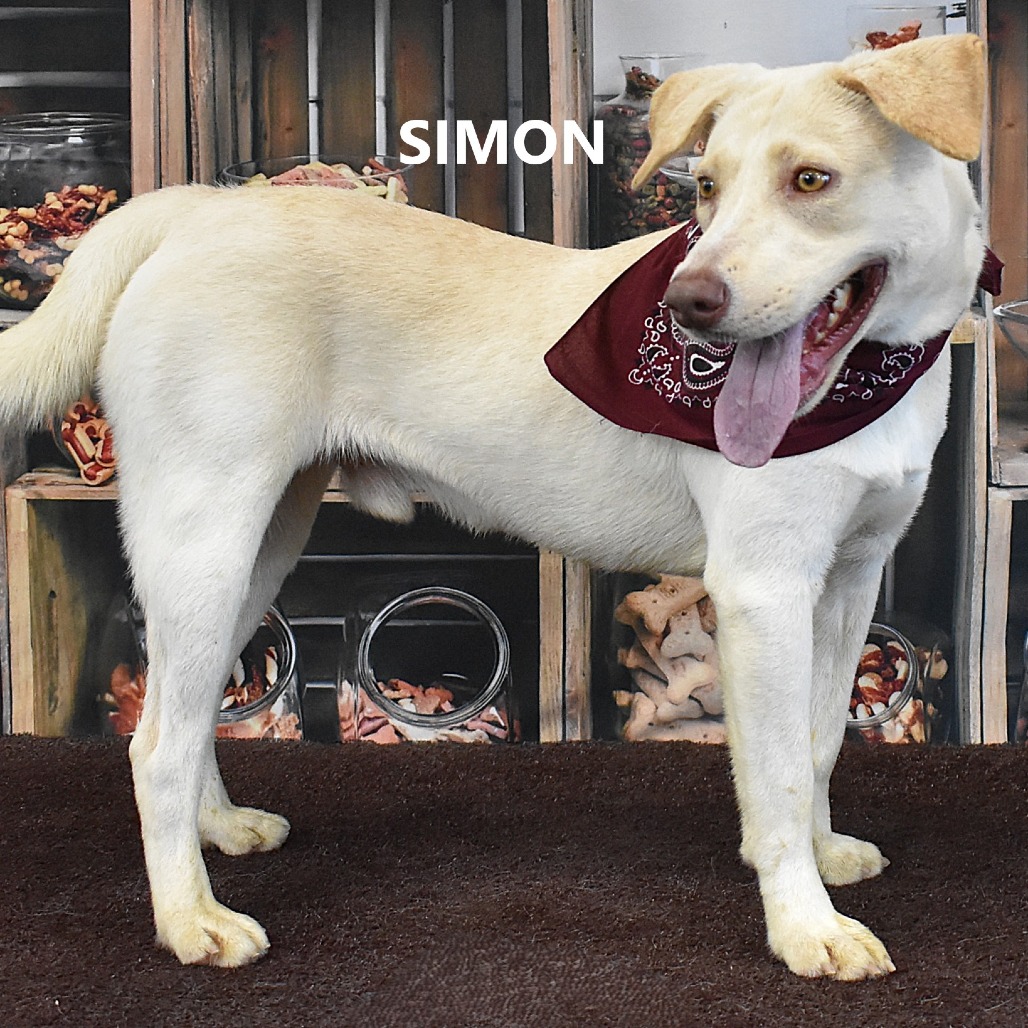 Simon 
