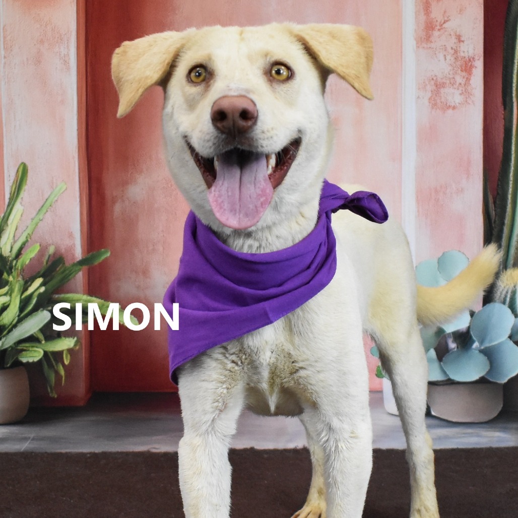 Simon 