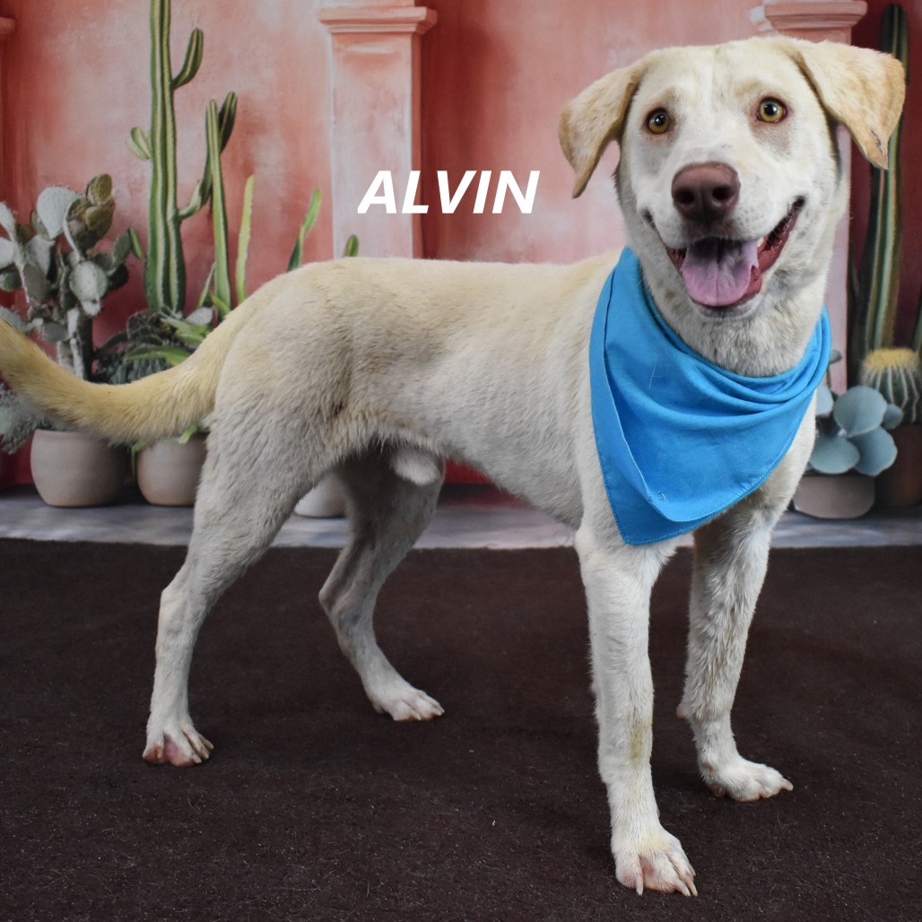 Alvin