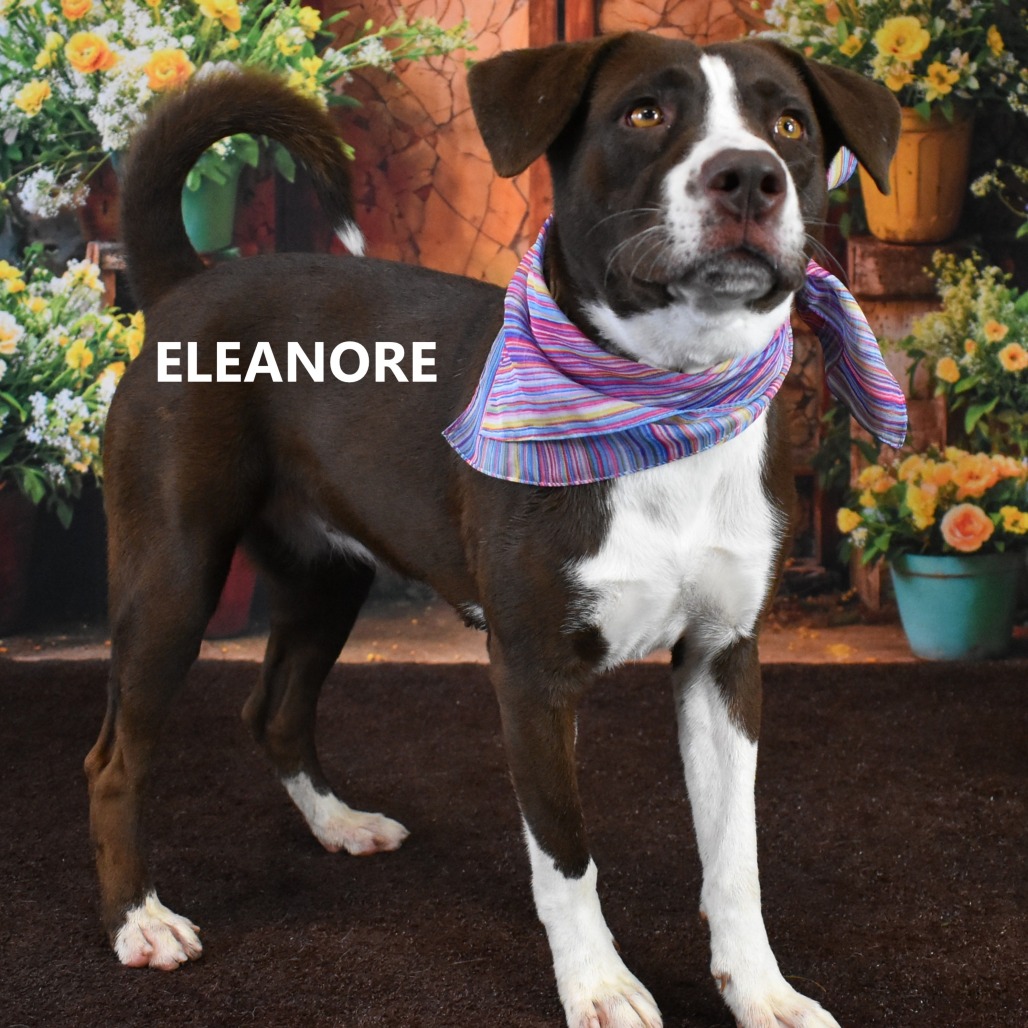 Eleanore  