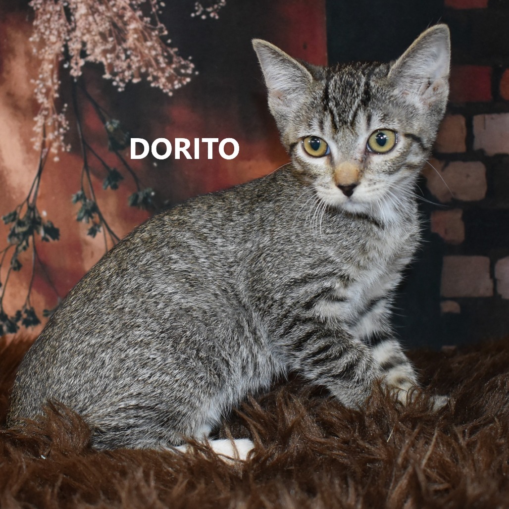 Dorito