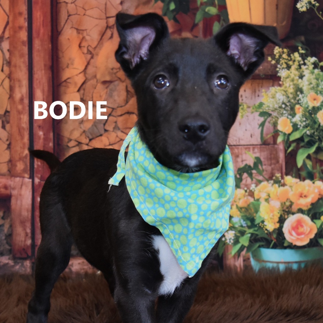 Bodie 