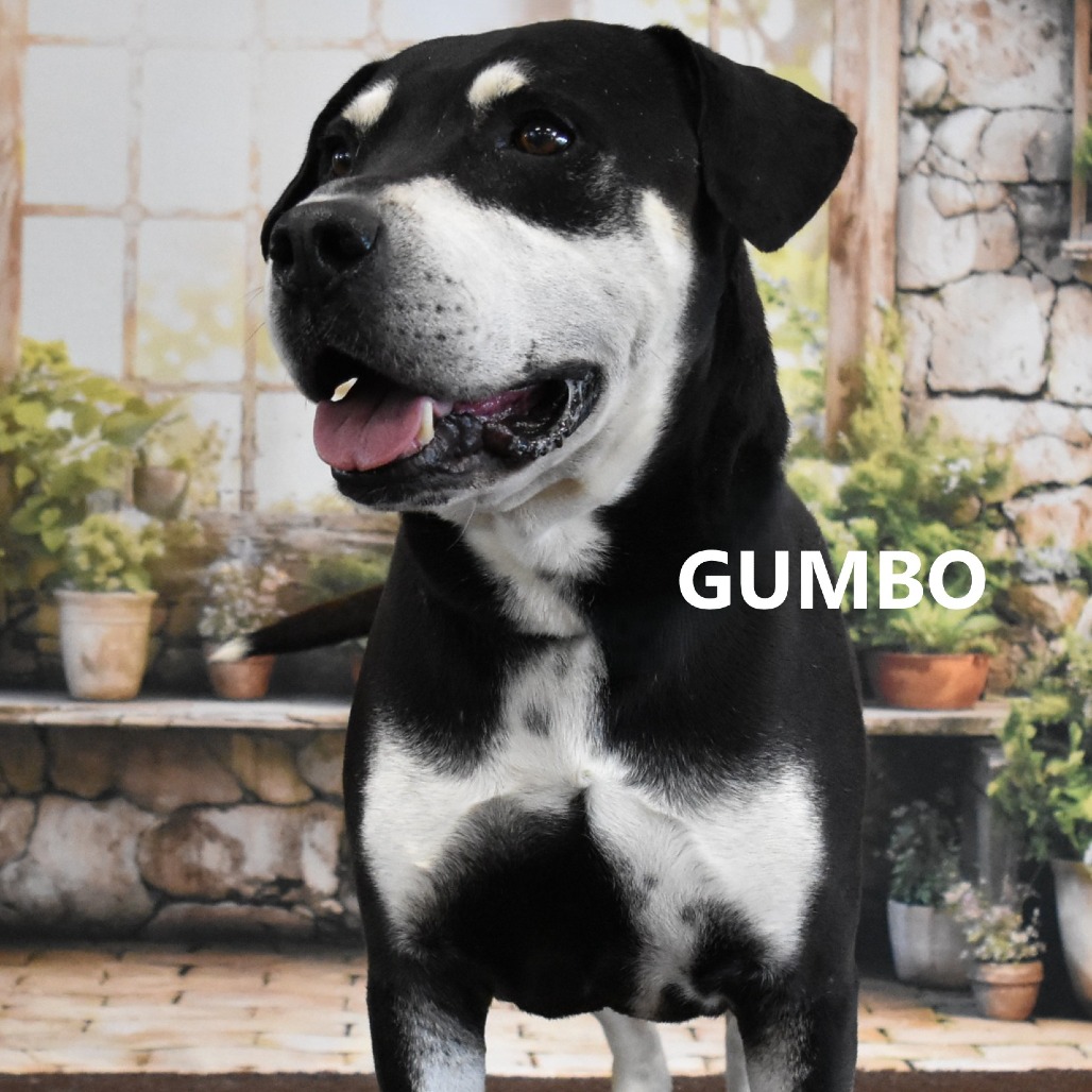 Gumbo