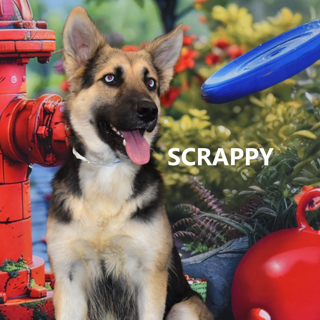 Scrappy