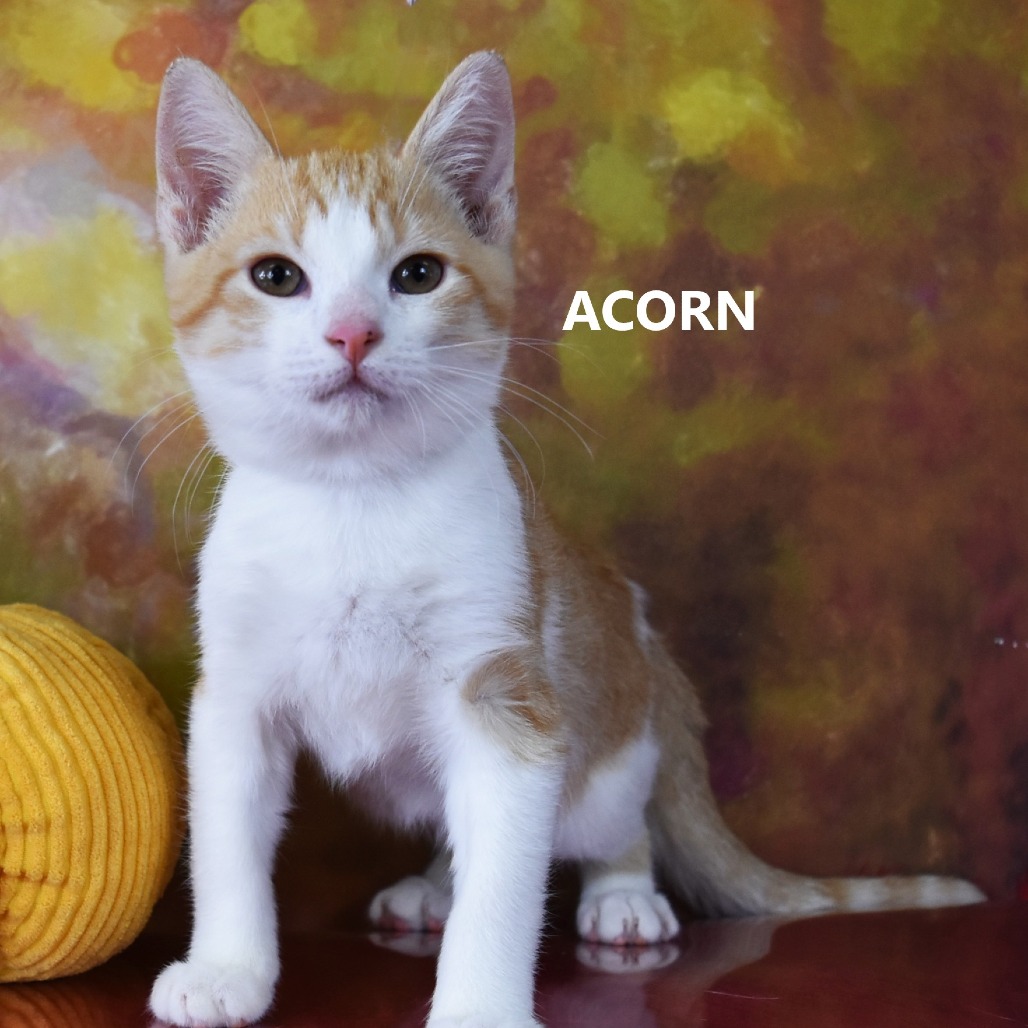 Acorn