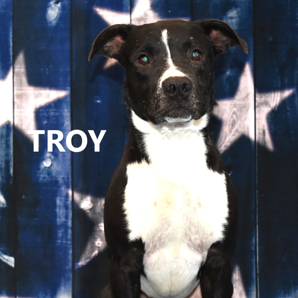 Troy 