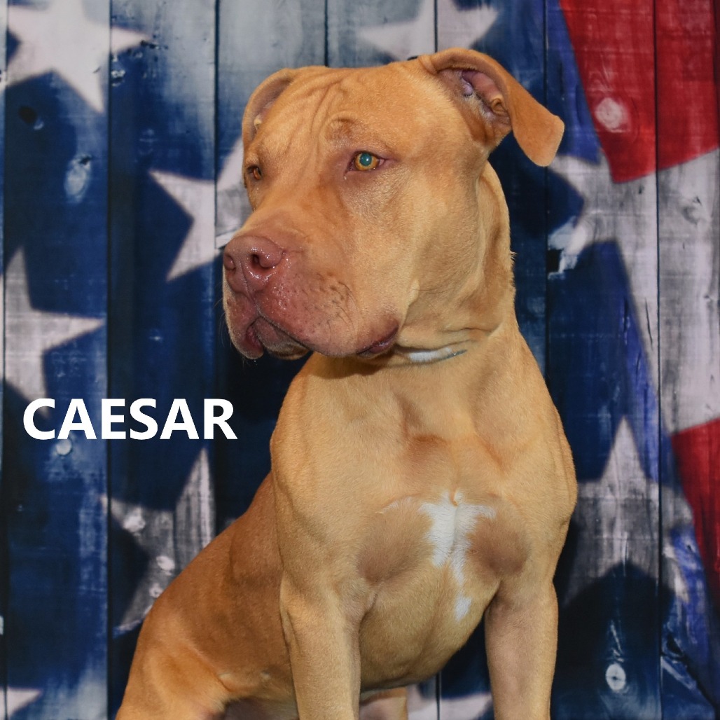 Caesar