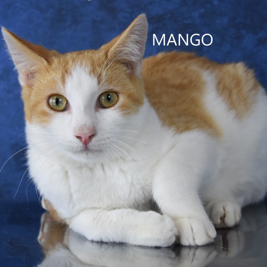 Mango