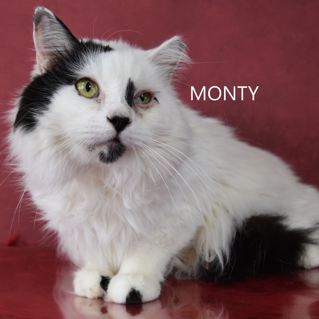 Monty