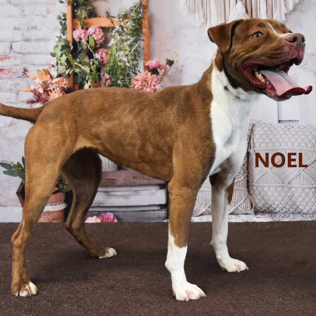 Noel