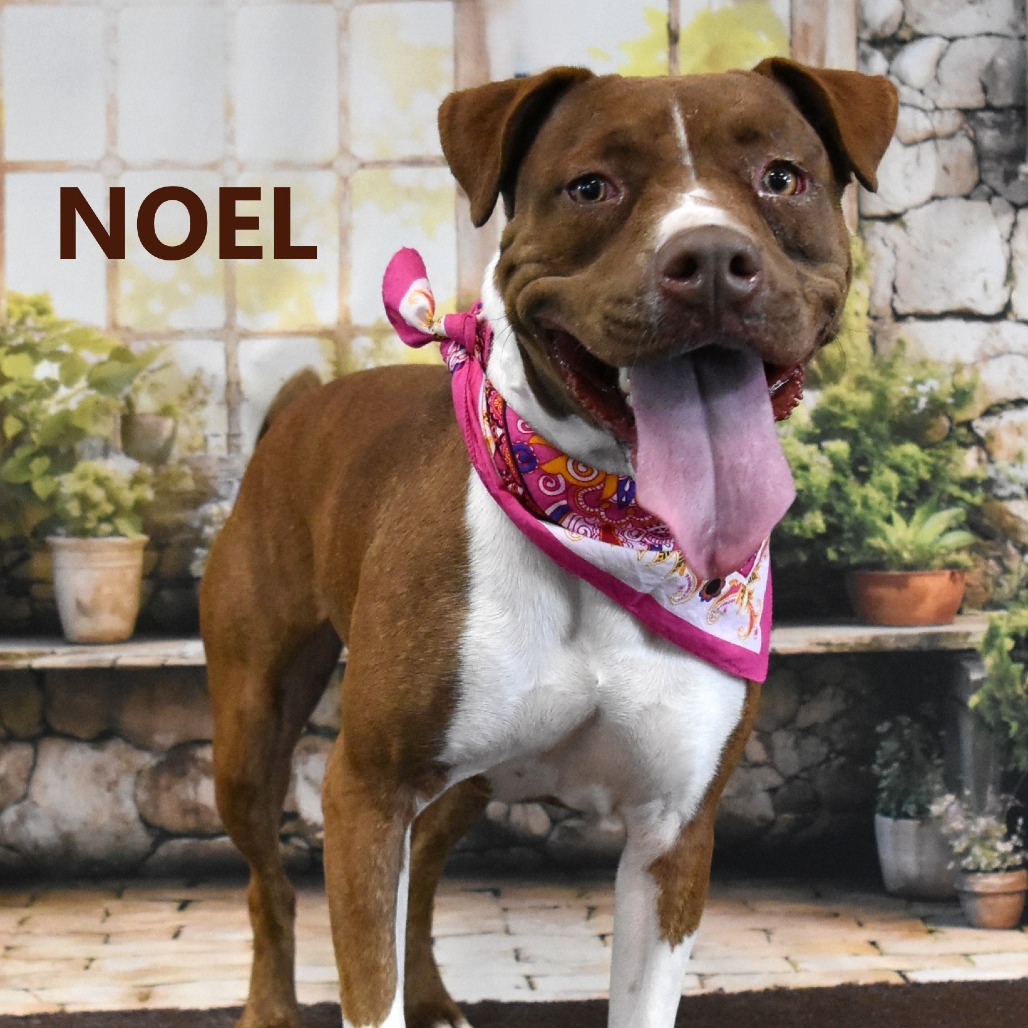 Noel