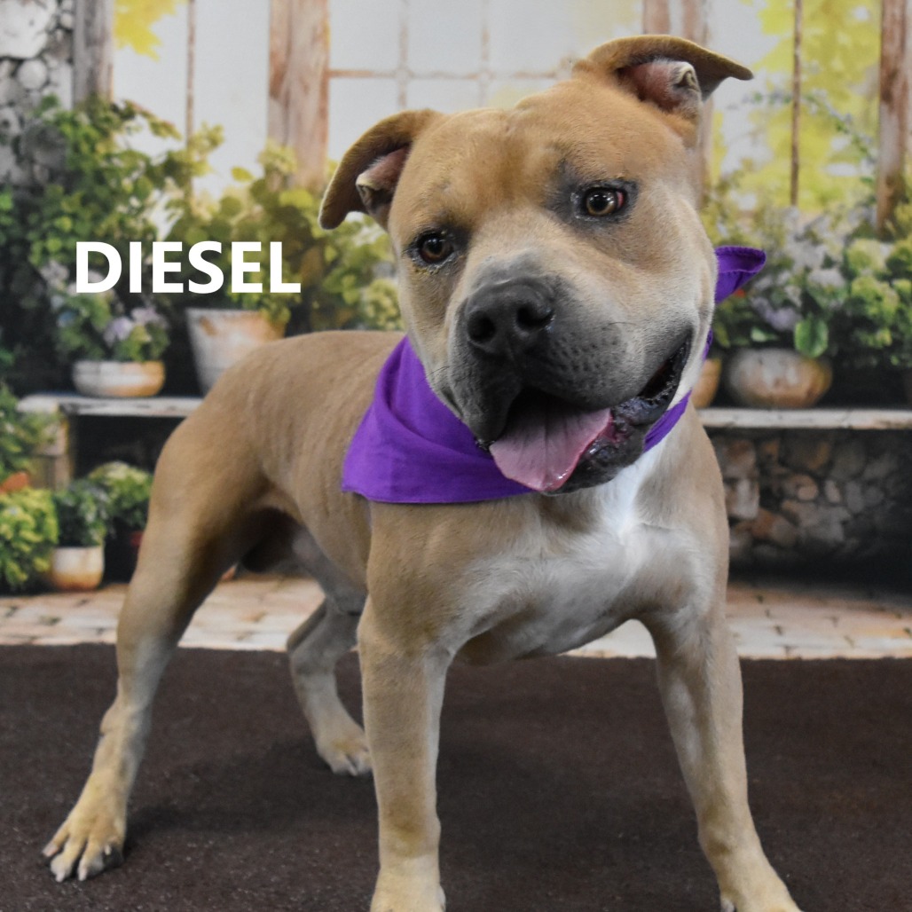 Diesel