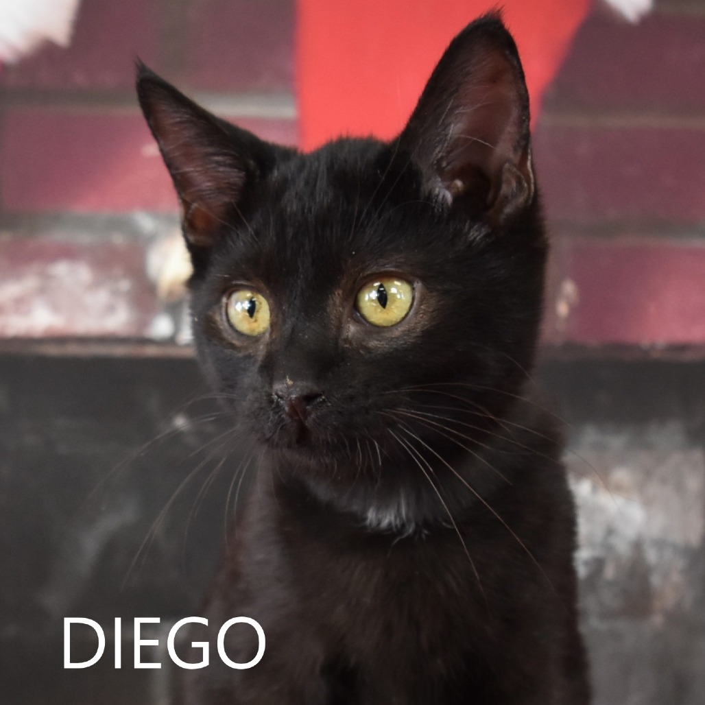 Diego