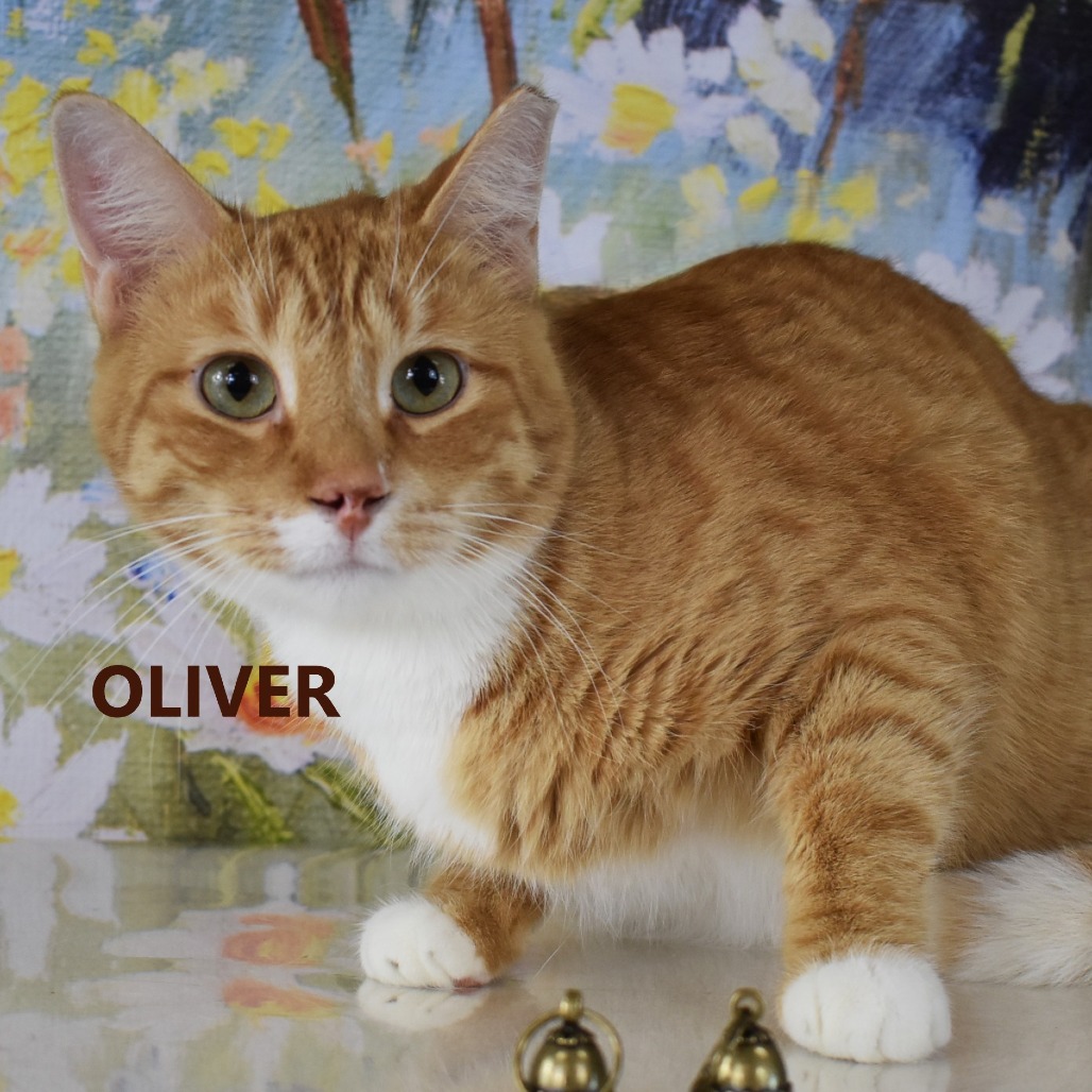 Oliver 