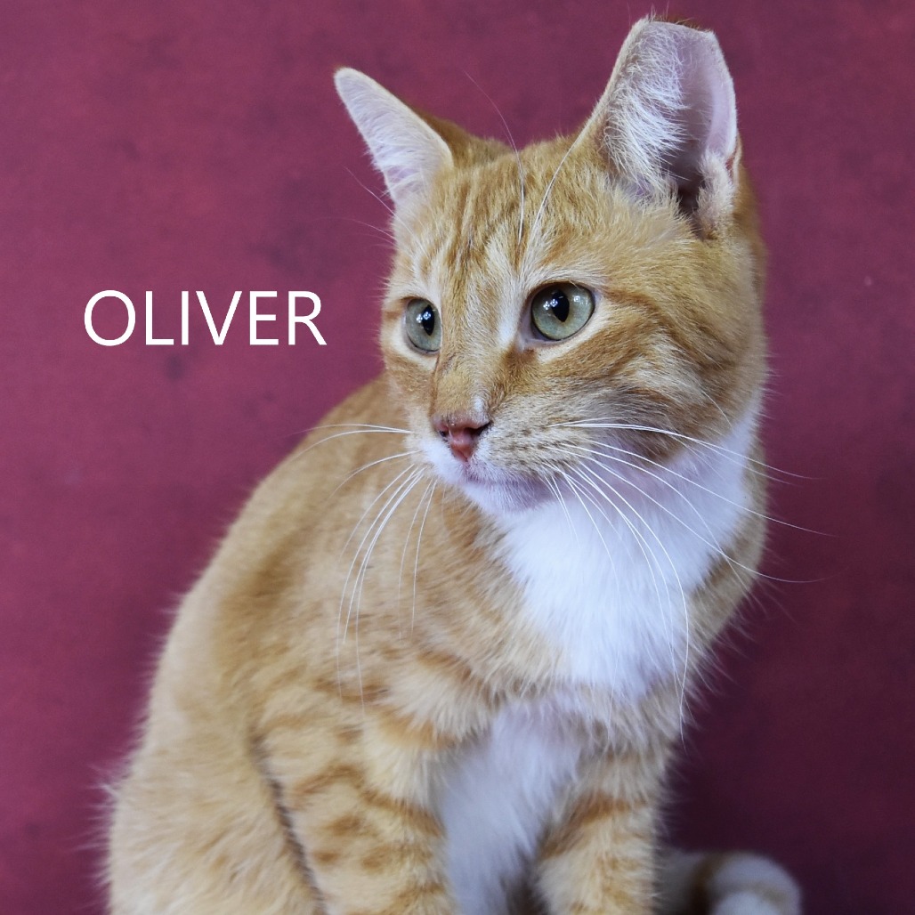 Oliver 