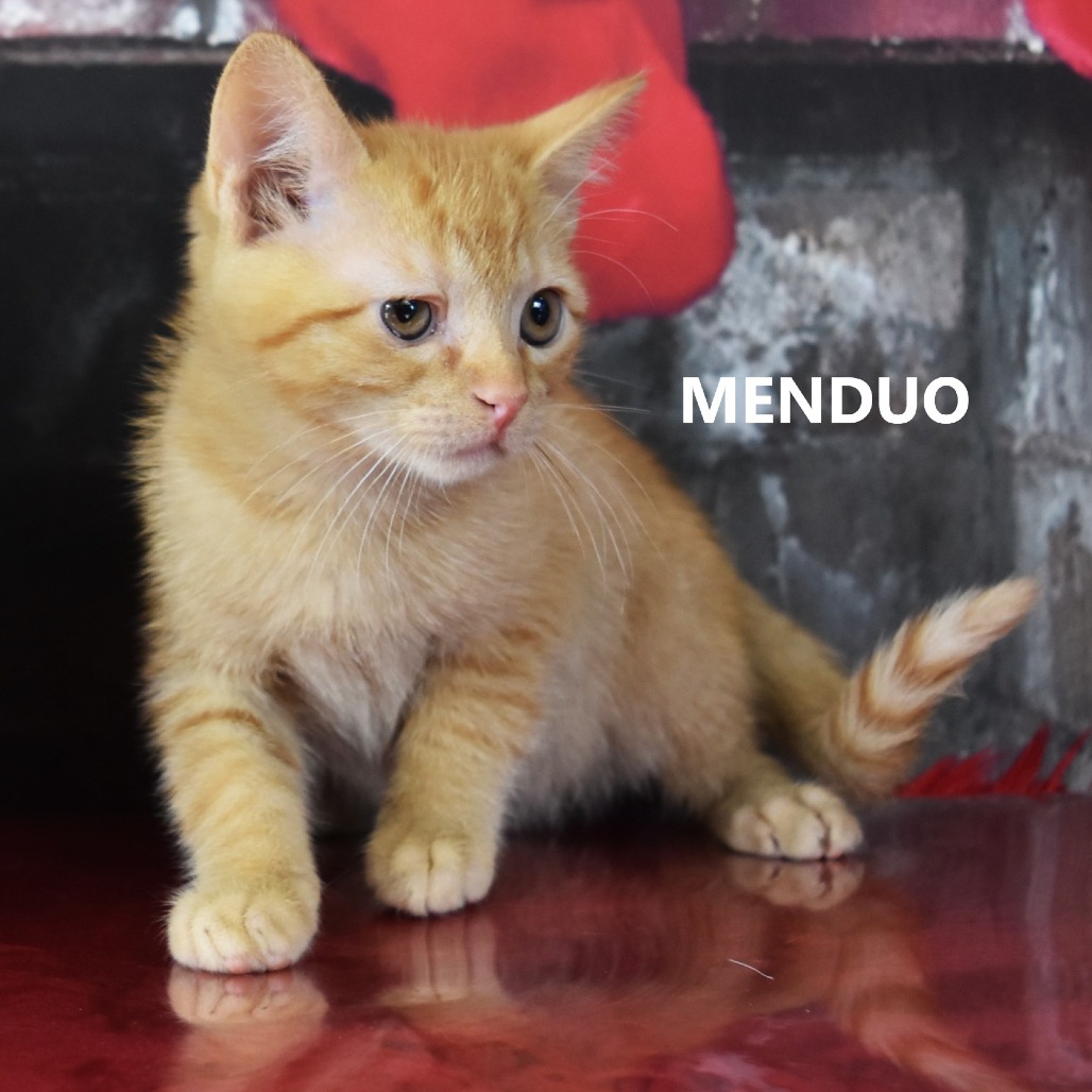 Menudo  