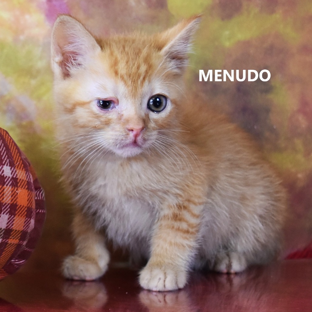 Menudo  