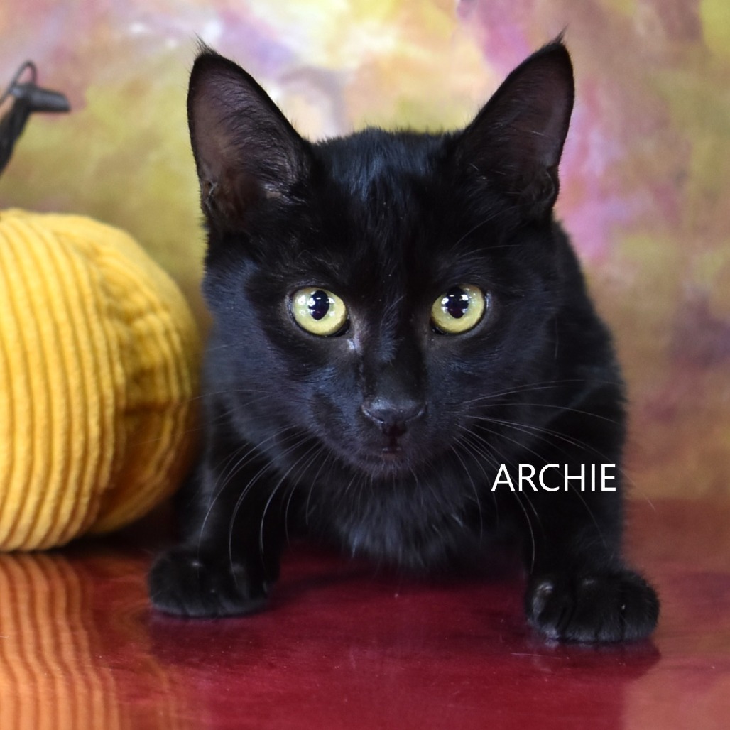Archie