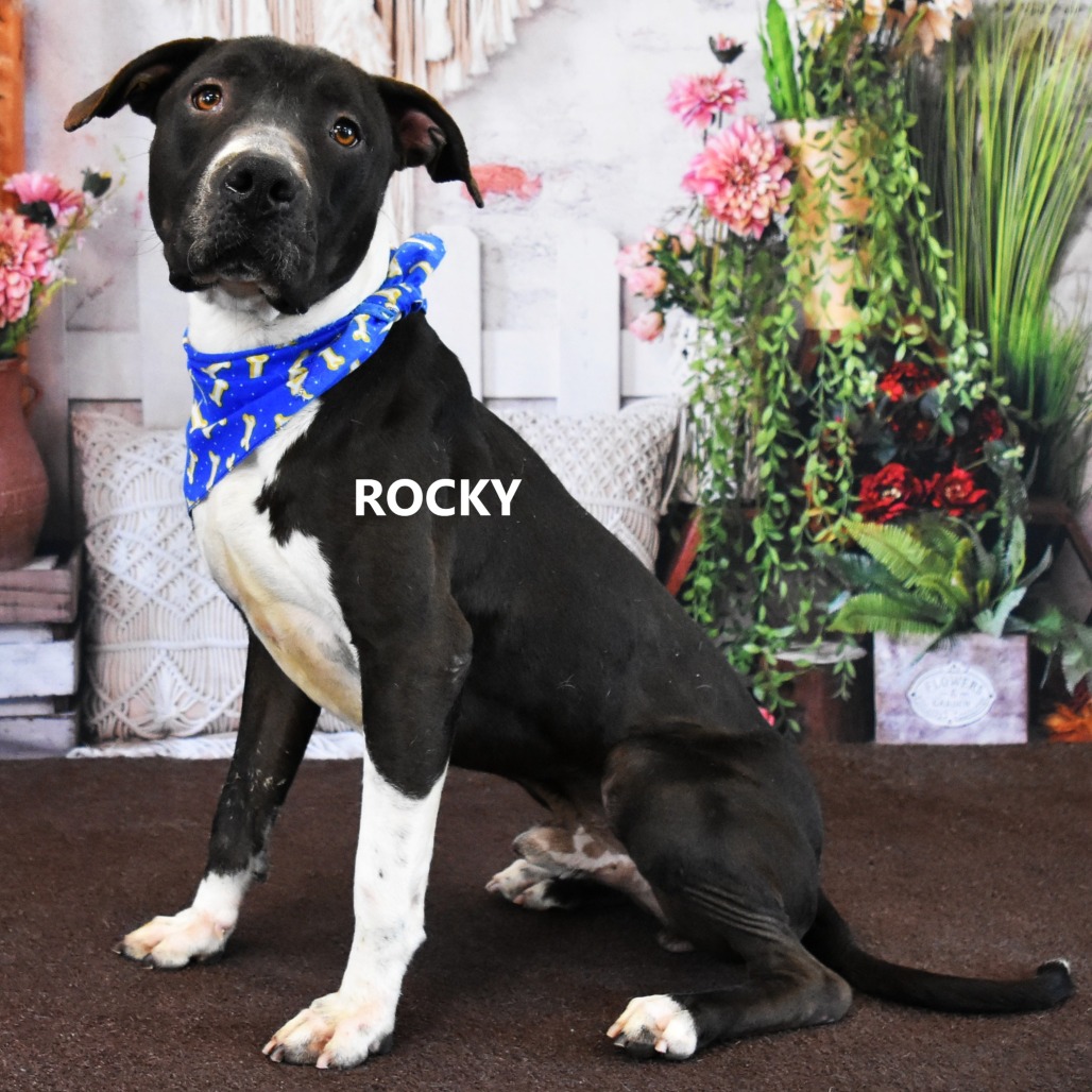 Rocky 