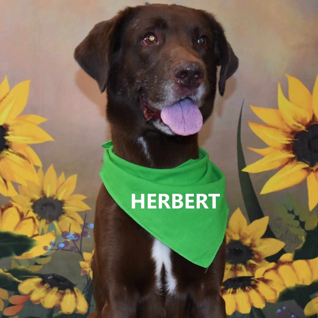 Herbert 