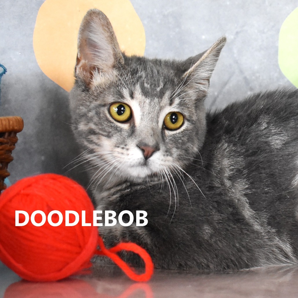 Doodlebob