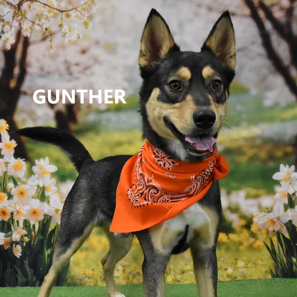 Gunther
