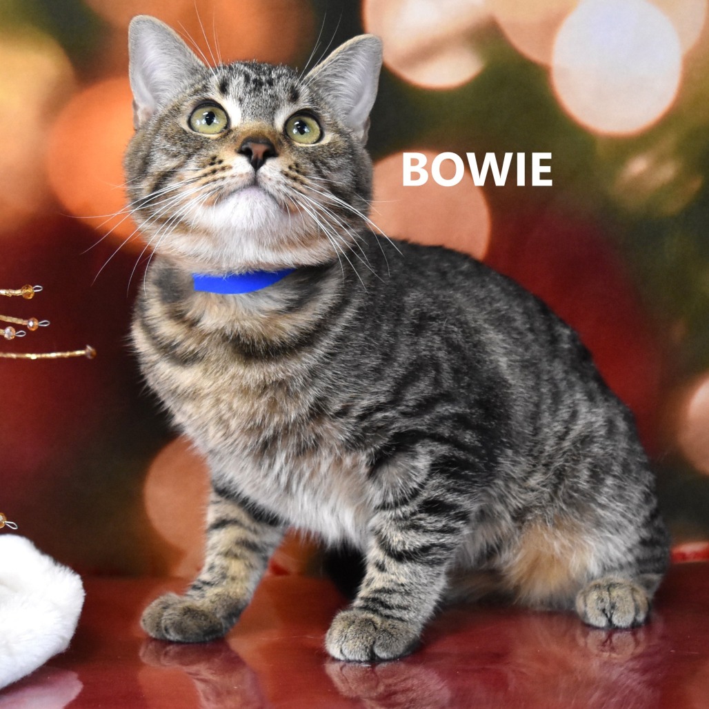 Bowie