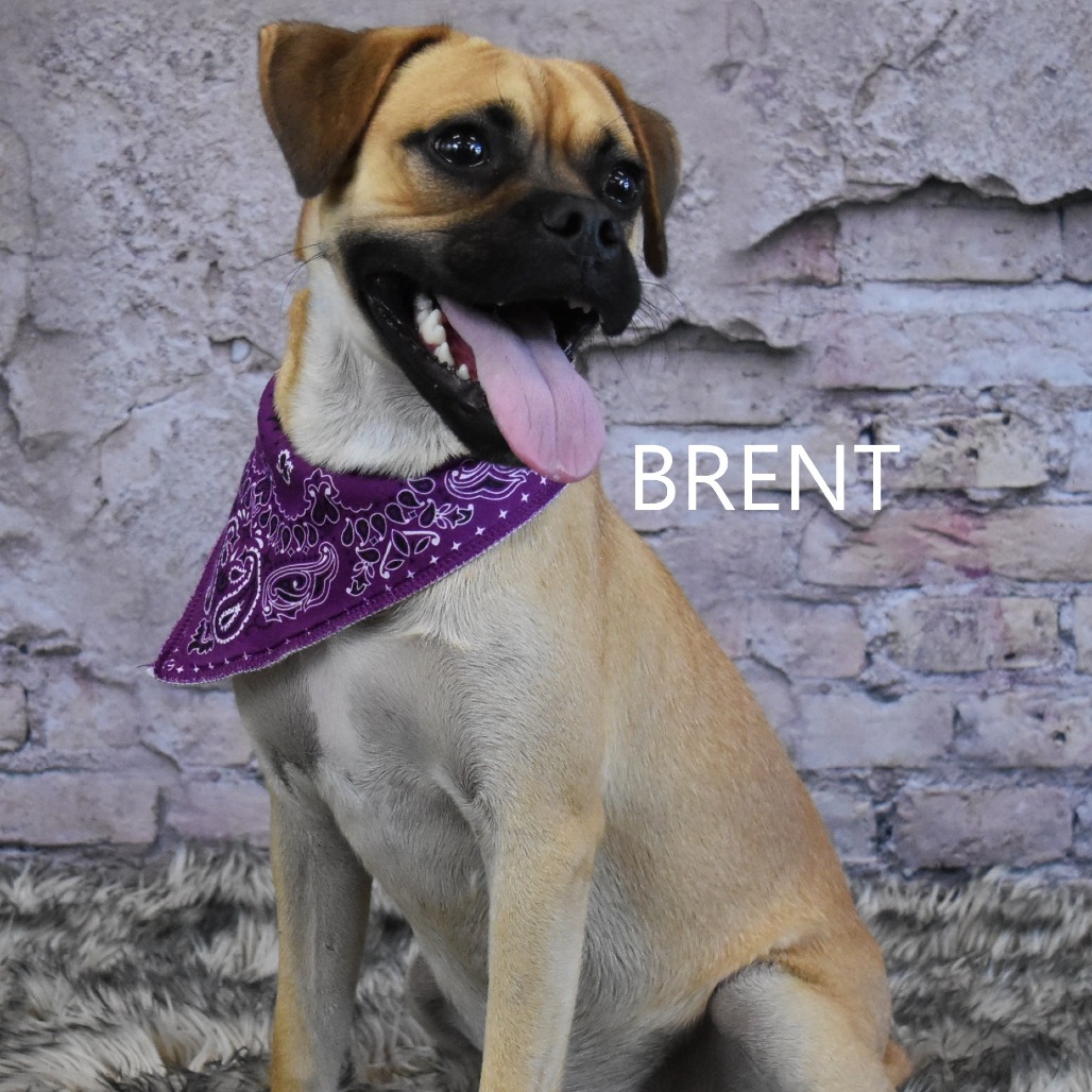 Brent