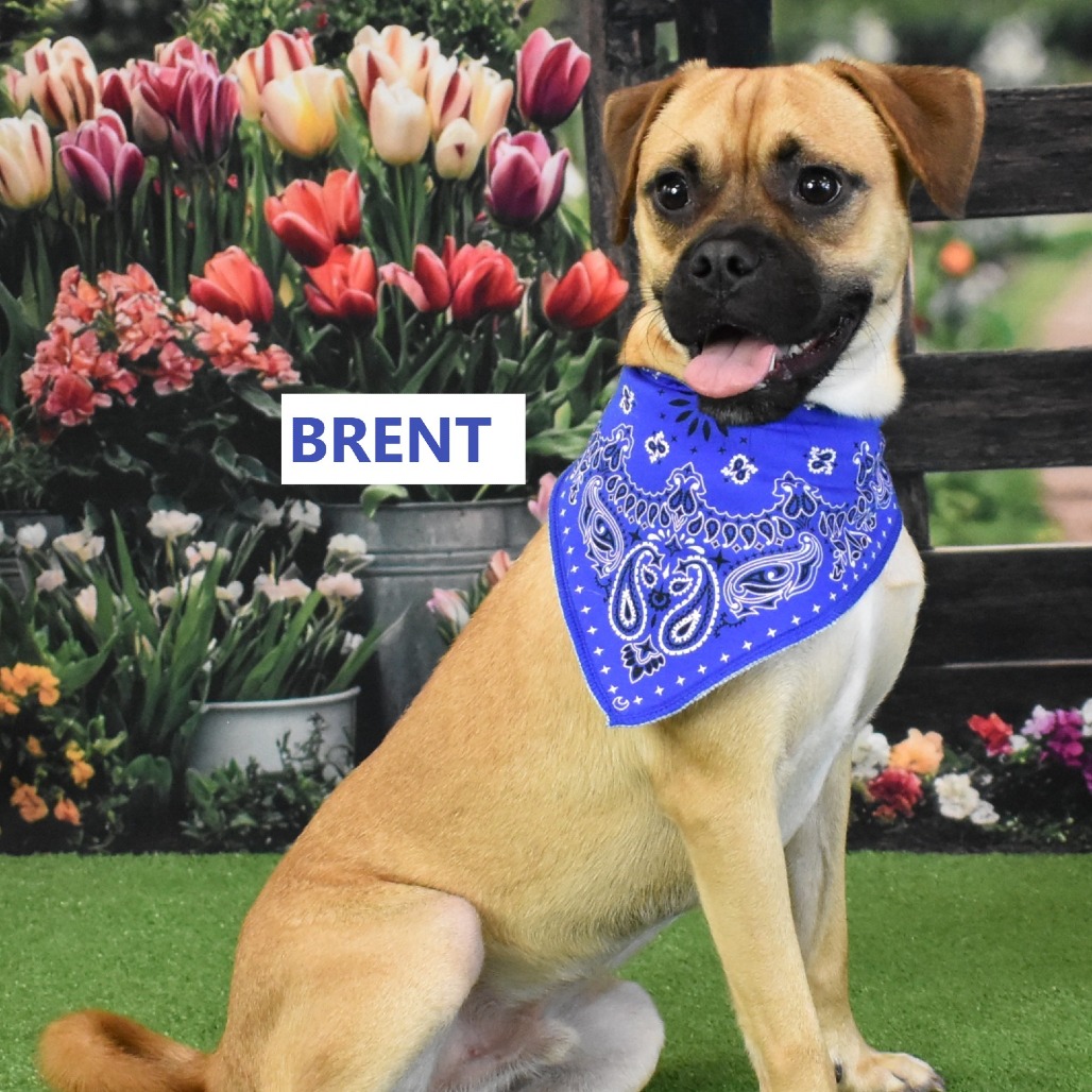 Brent