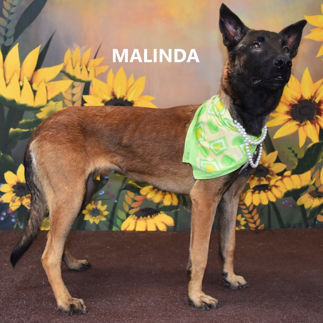 Malinda 
