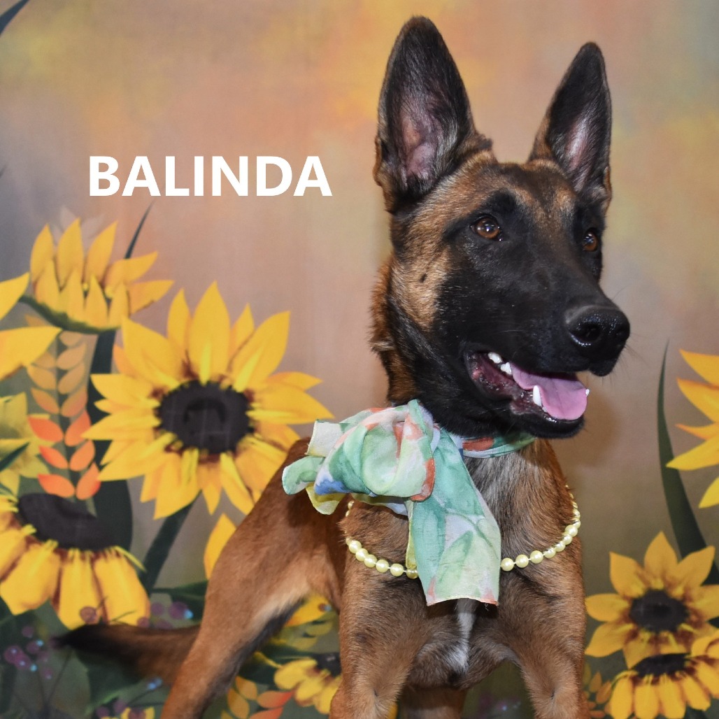 Balinda 