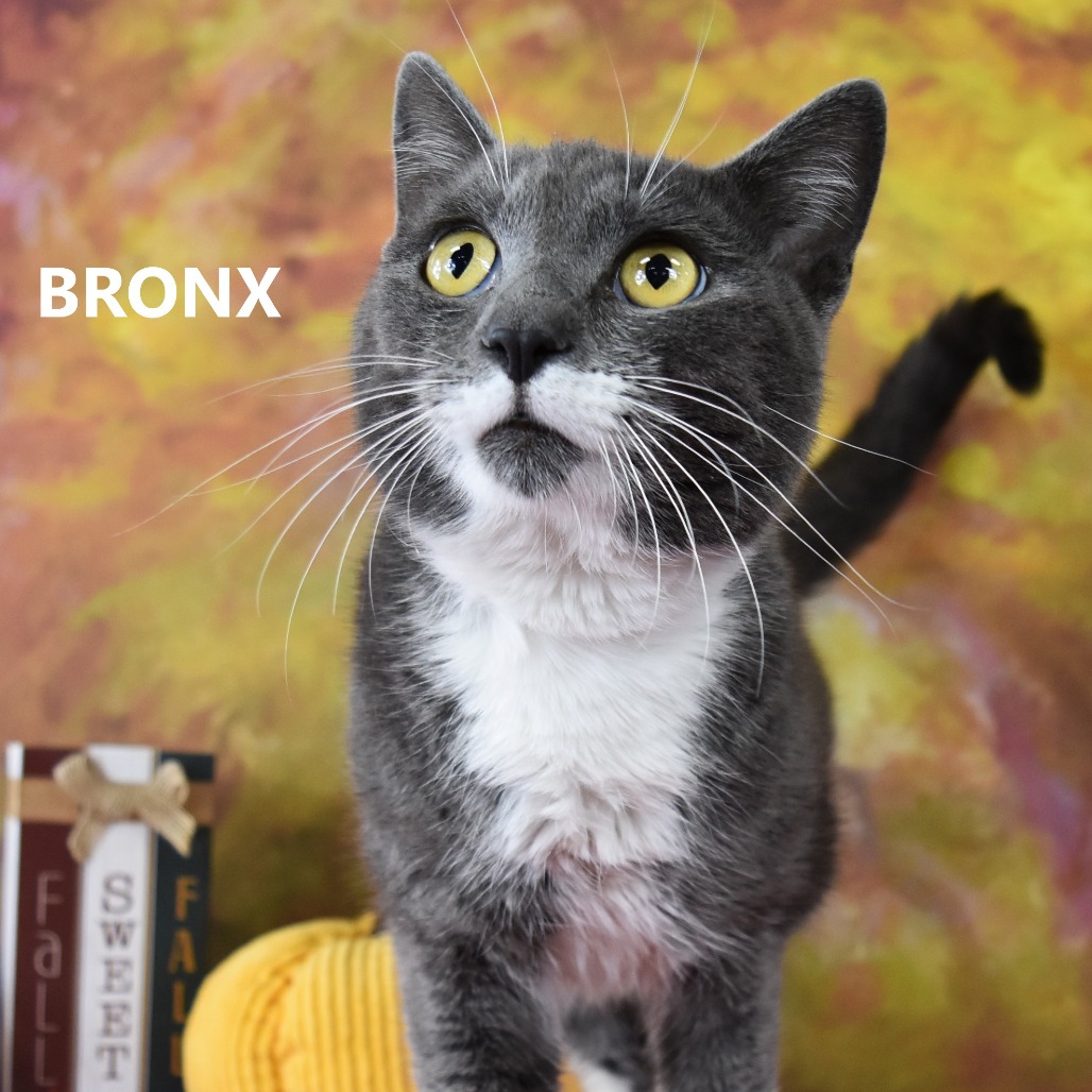 Bronx