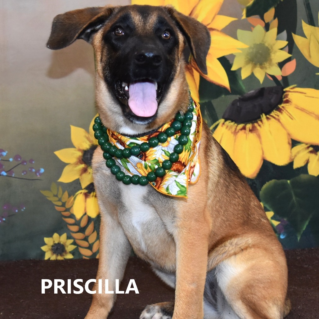 Priscilla 