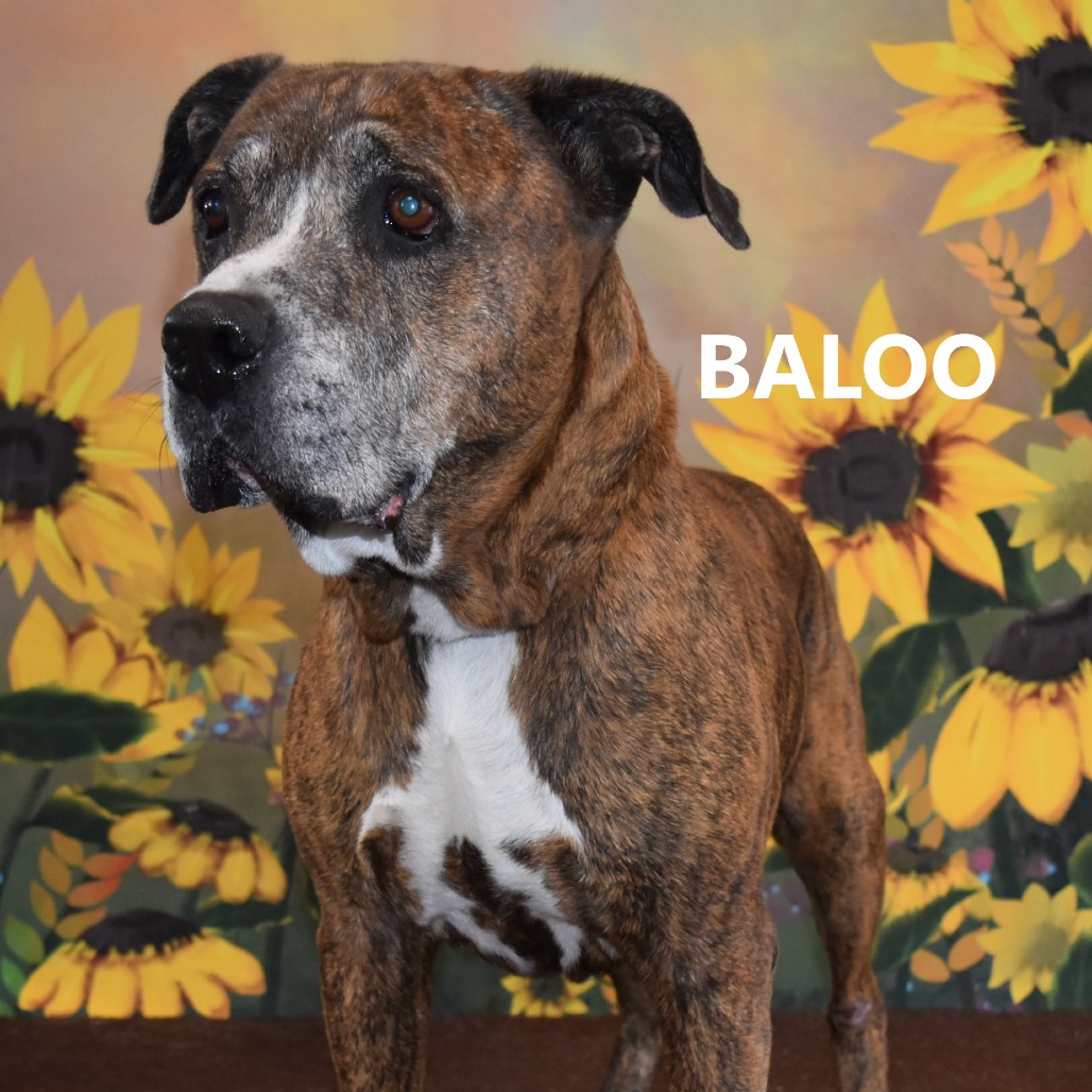 Baloo