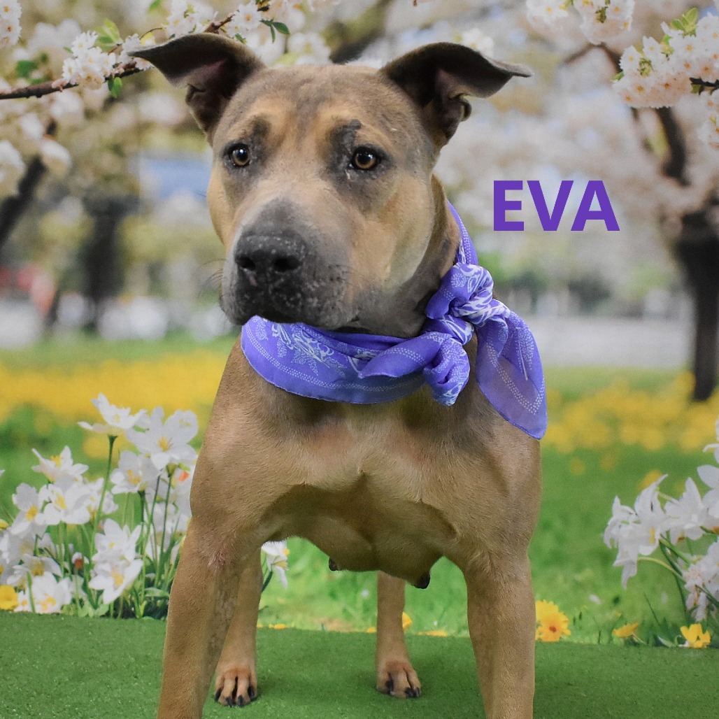Eva