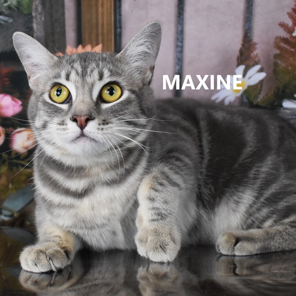 Maxine