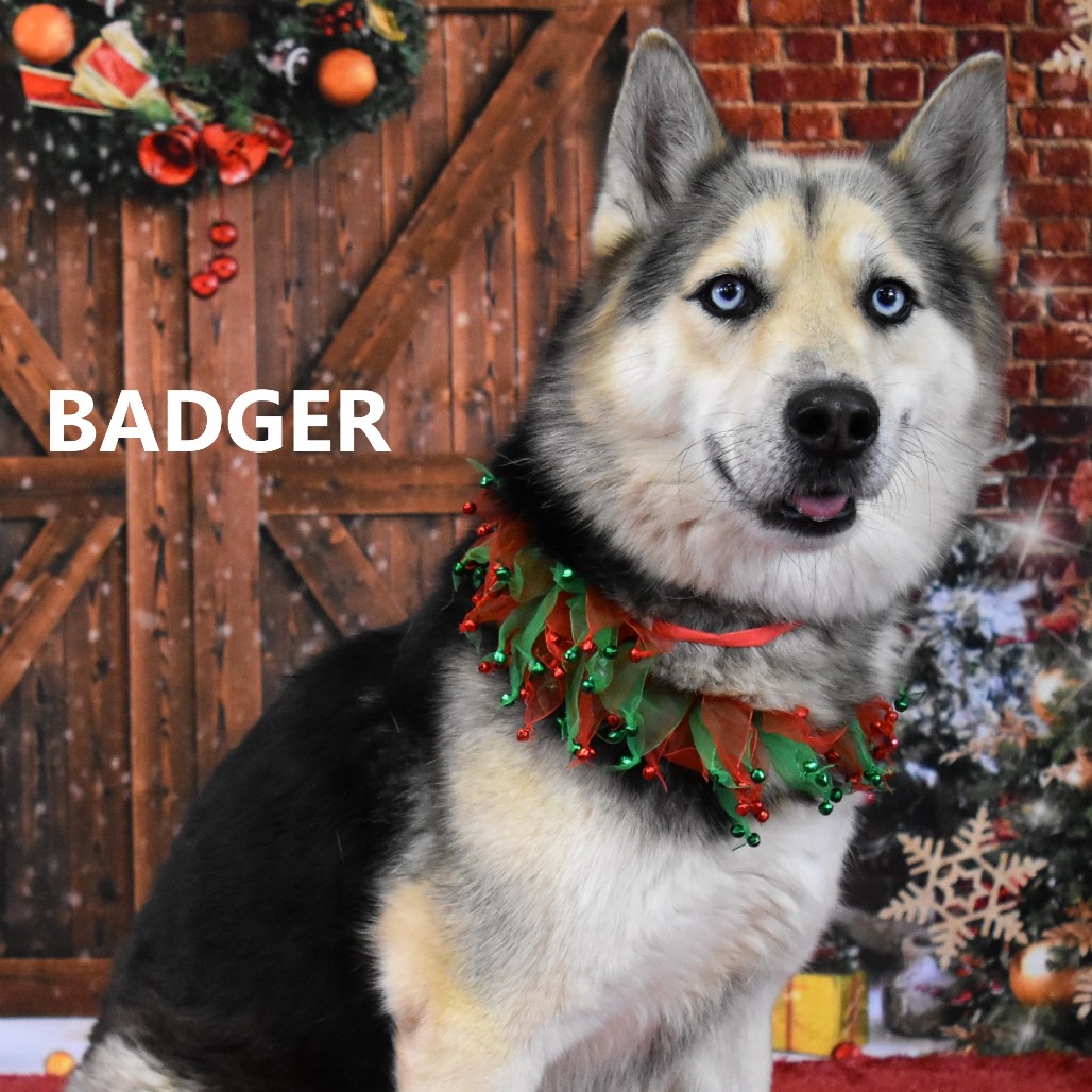 Badger 