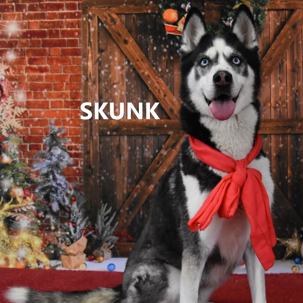 Skunk 