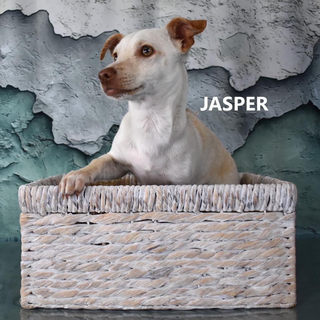 Jasper