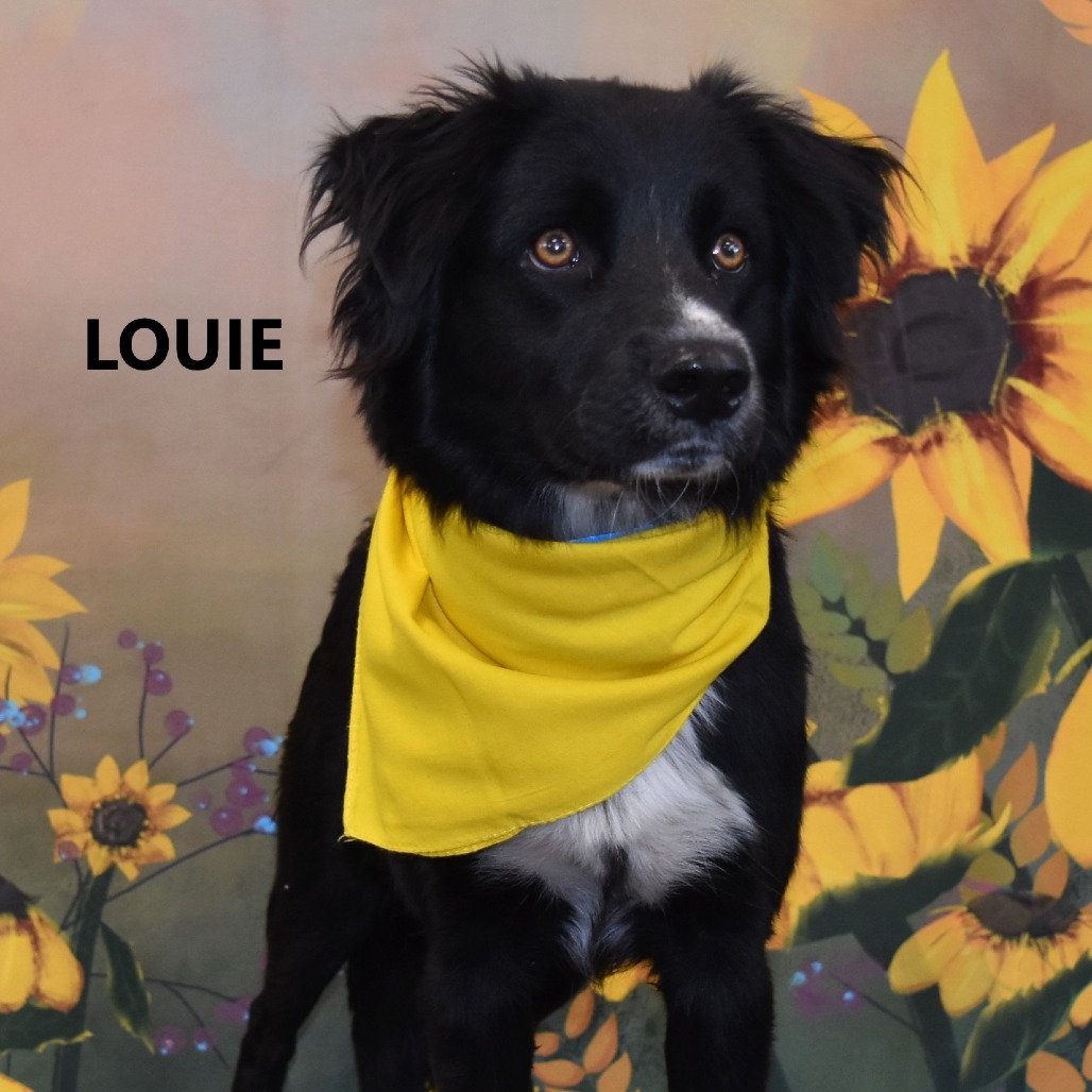 Louie