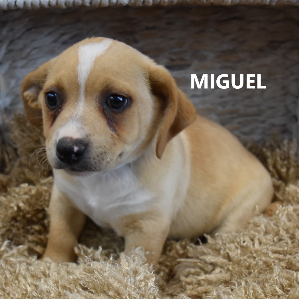 miguel 