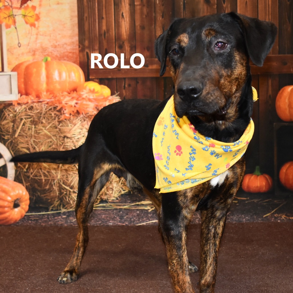 Rolo