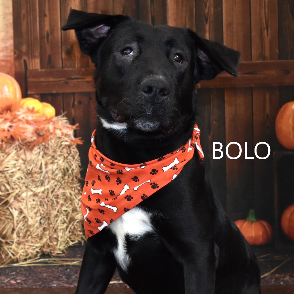 Bolo