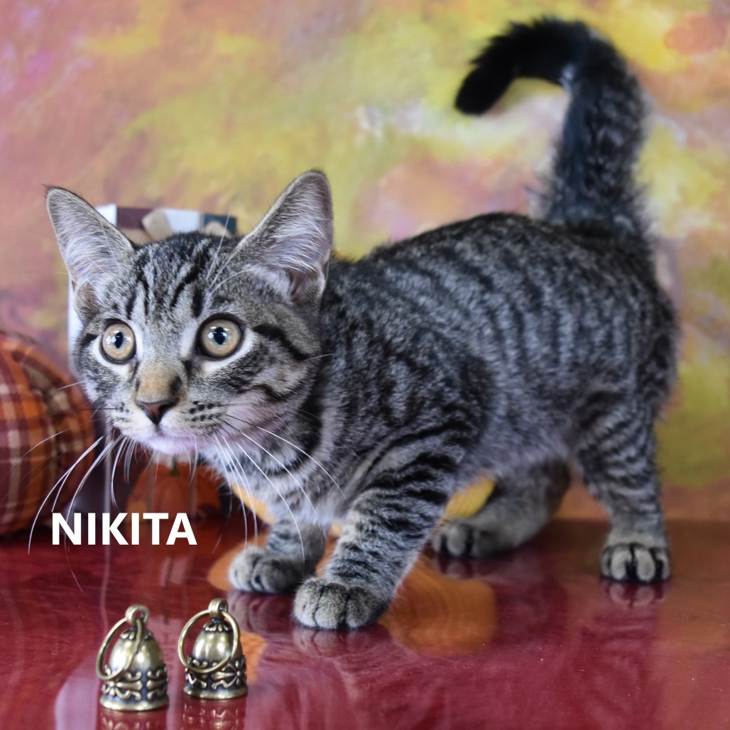Nikita