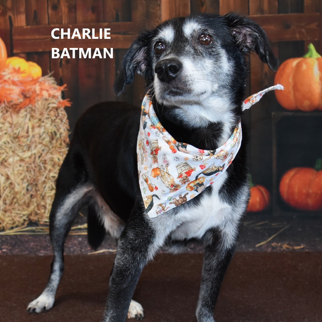 Charlie Batman