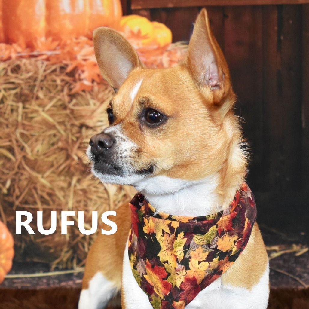 Rufus