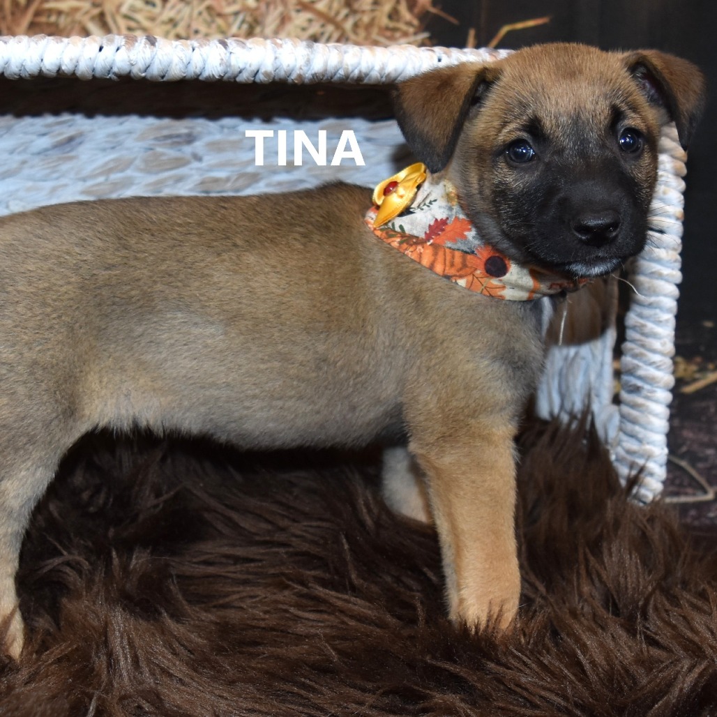 Tina
