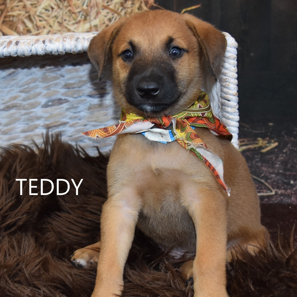 Teddy