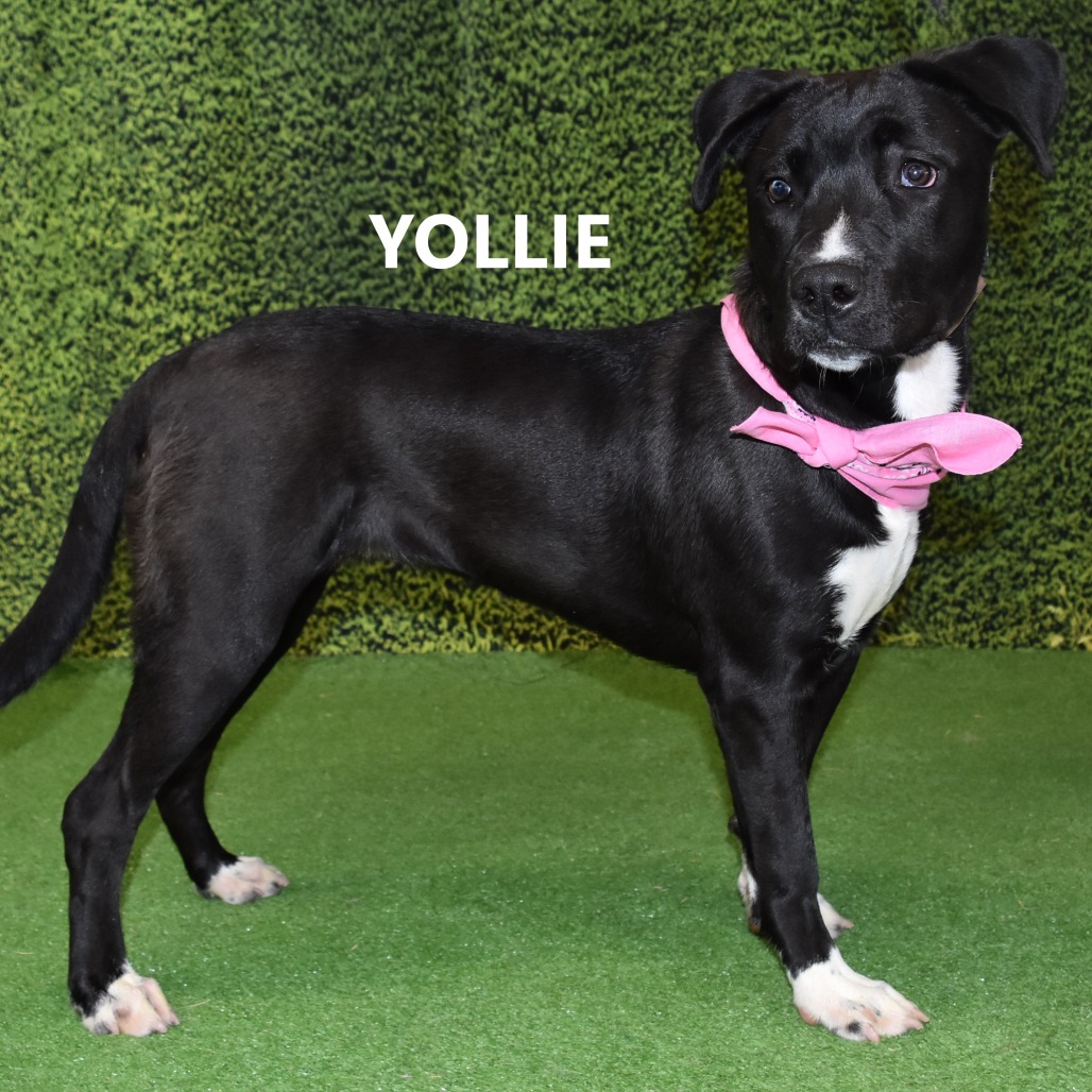 Yollie