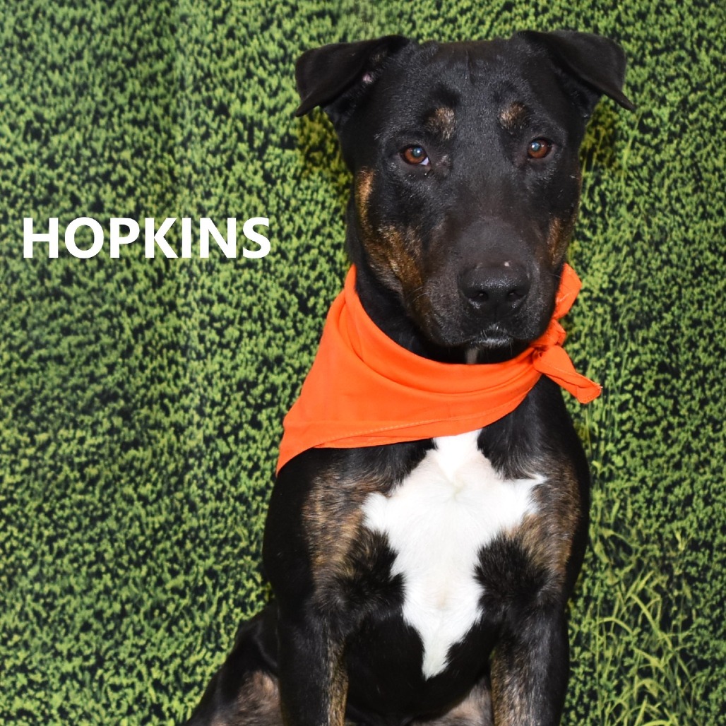 Hopkins